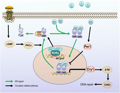 Exploring the interplay between circadian rhythms and prostate cancer: insights into androgen receptor signaling and therapeutic opportunities